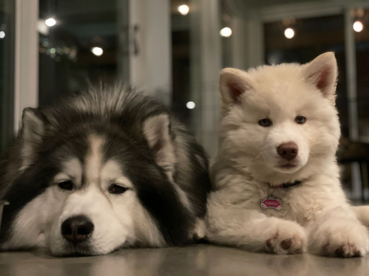 Husky pups laying down