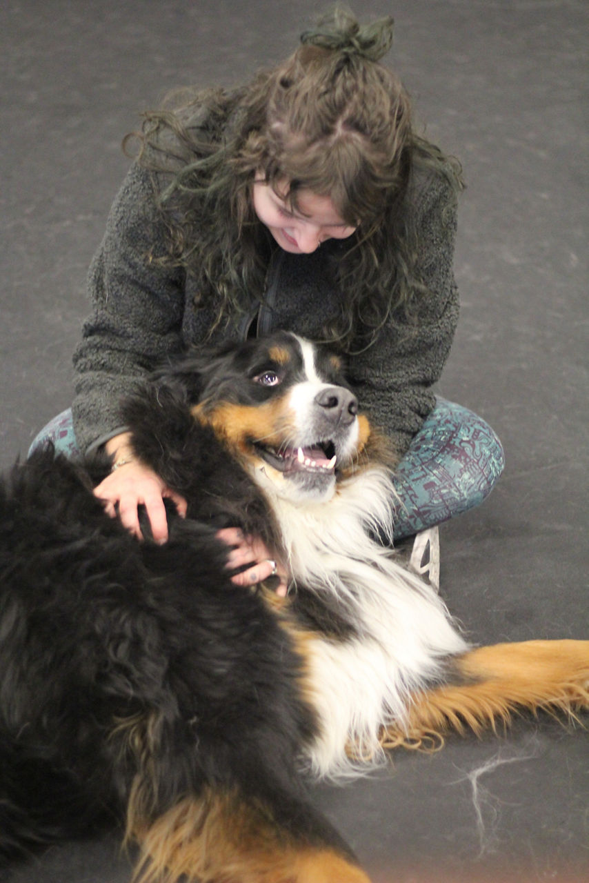 Brown dog yawning while laying in white bed.