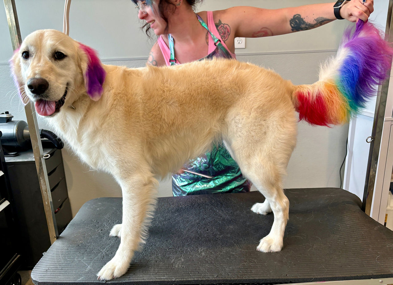 Dog getting their nails trimmed.