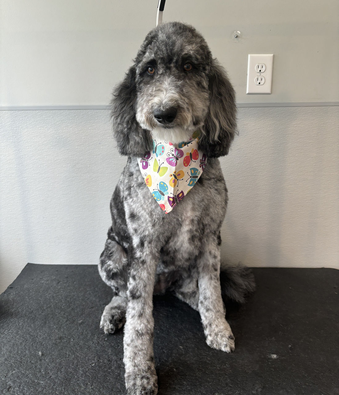 Groomer bathing black dog.