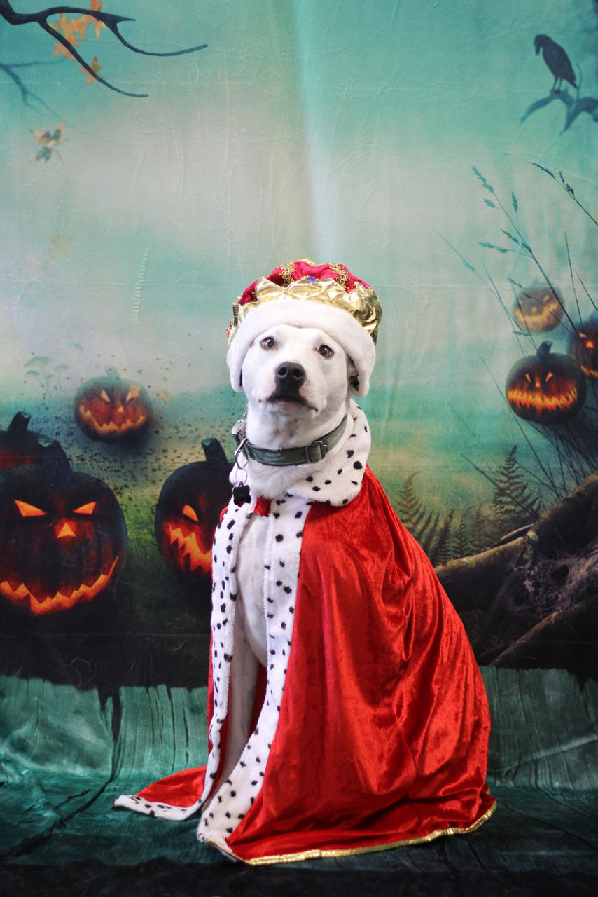 Dog getting their nails trimmed