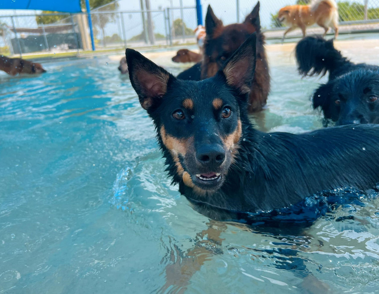 swimming dog