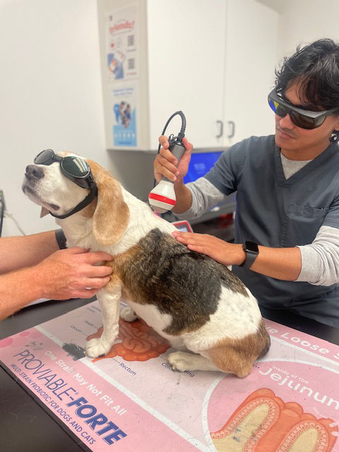 Cold Laser Therapy