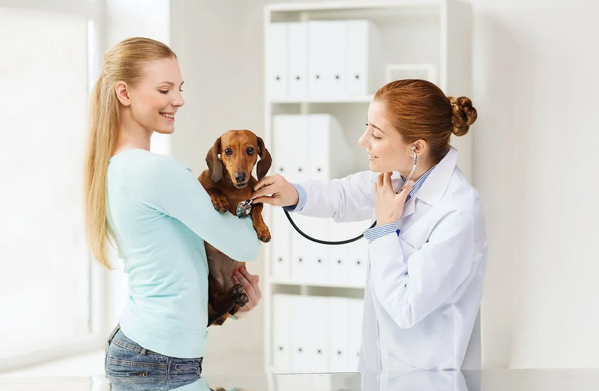 Veteran doctor checking dog