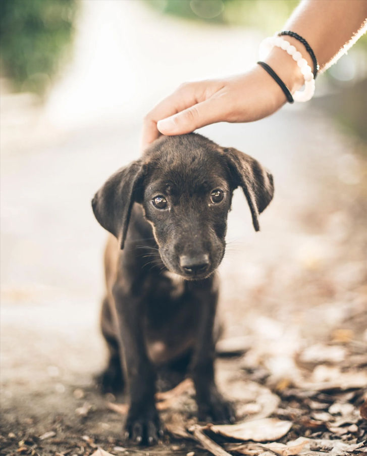 Veteran doctor checking dog