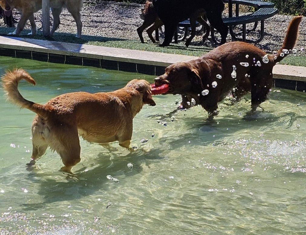 swimming dog