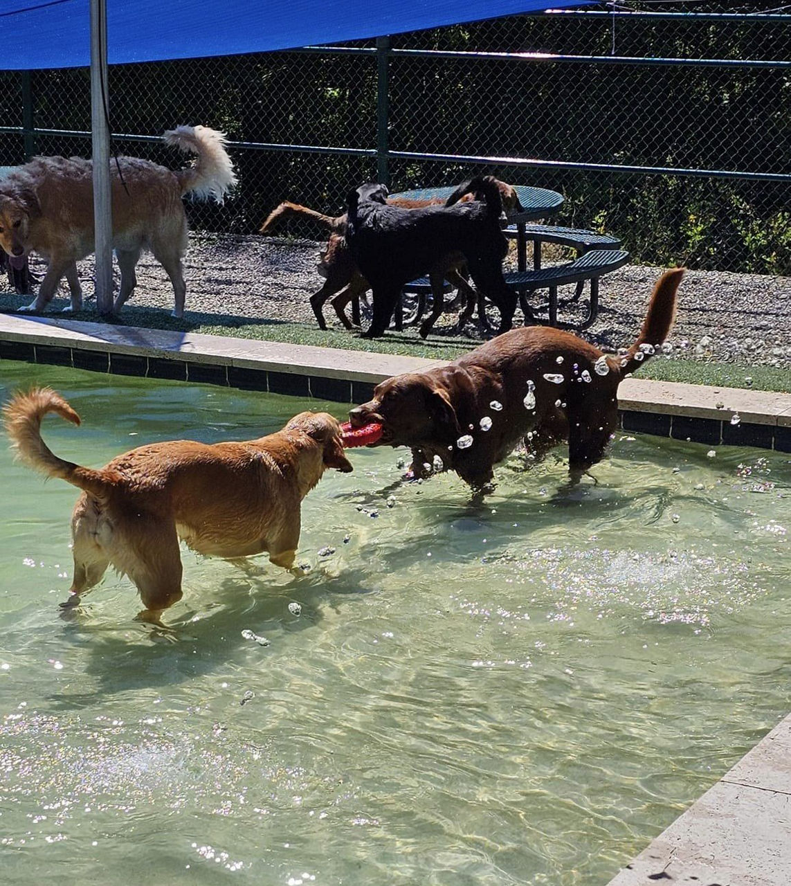 Brown and white dog getting groomed.