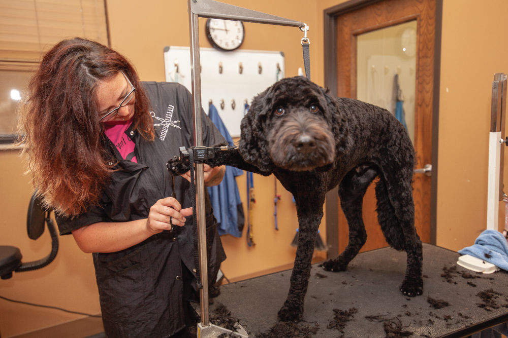 Dog getting their nails trimmed.