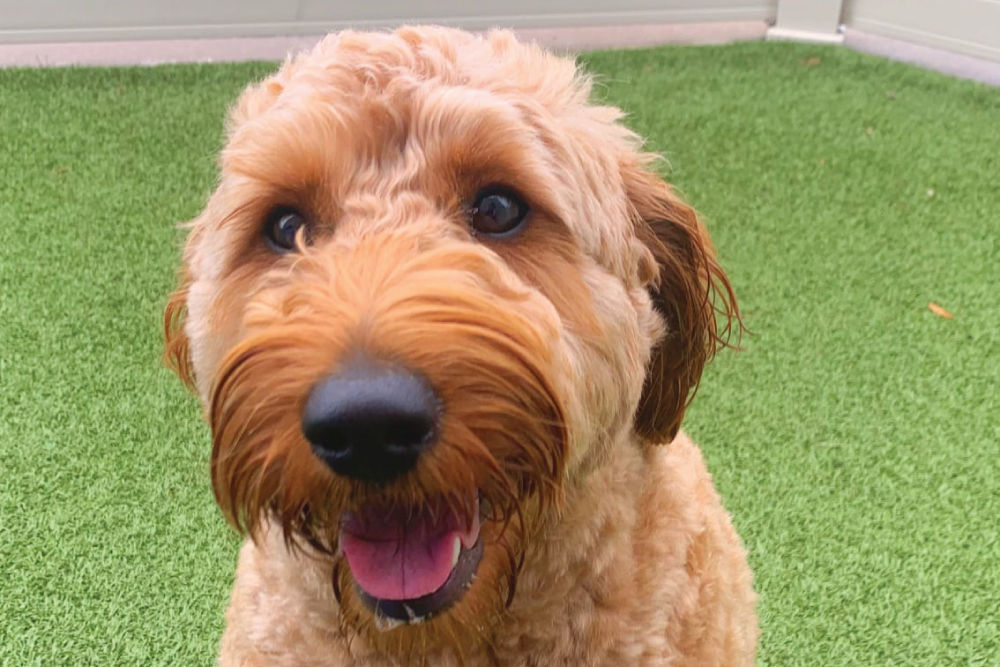 Golden doodle sitting happily.