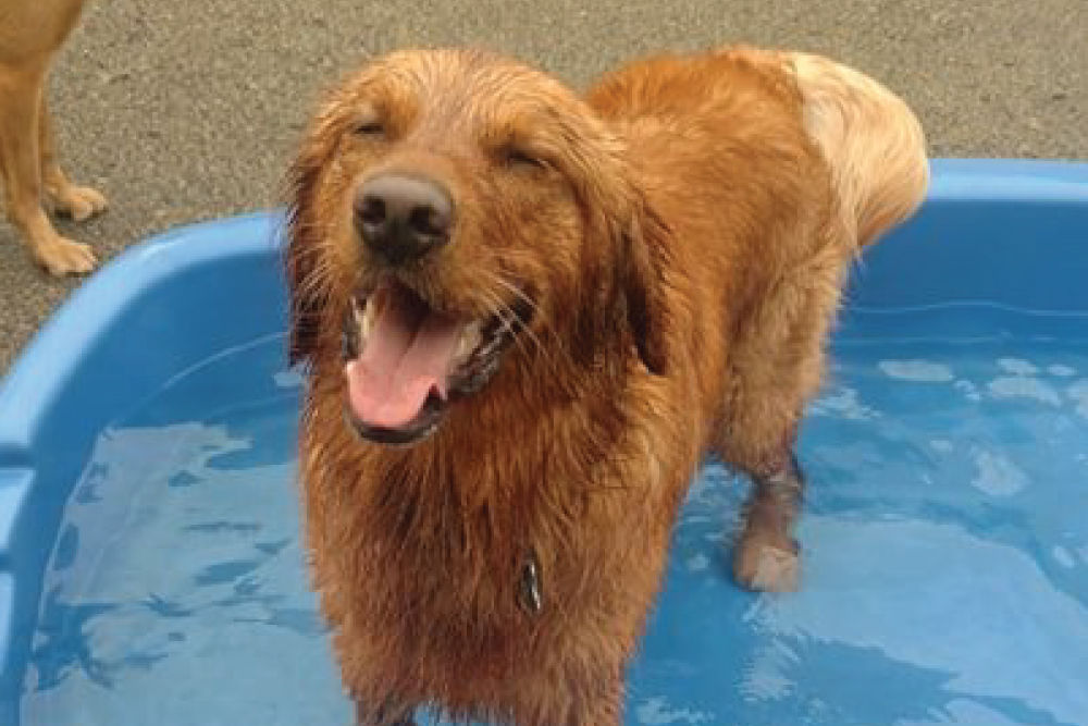 Golden retriever standing in kiddie pool.