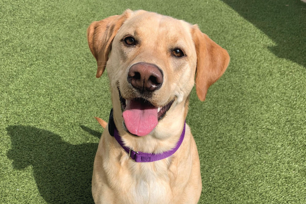 Happy lab sitting.