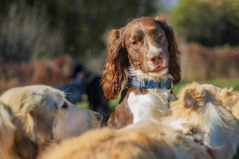 How Socialization at Daycare Benefits Your Dog’s Behavior
