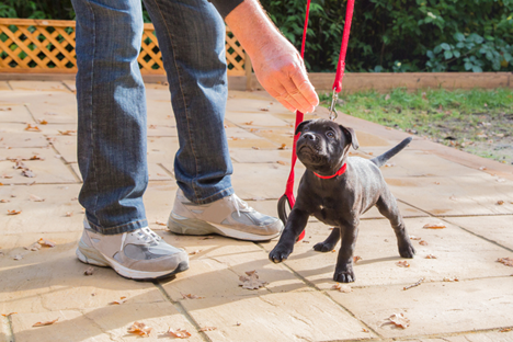 Why Puppy Kindergarten Sets the Stage for a Well Behaved Dog