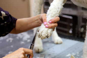 Paw Trim