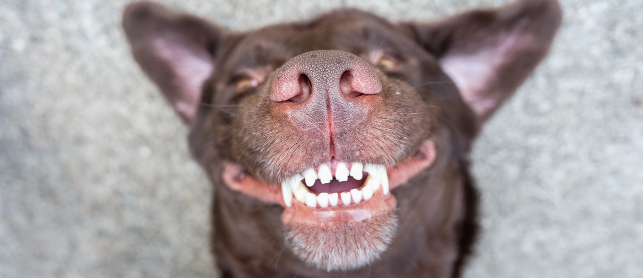 Pet Dental Health: Keeping Your Dog’s or Cat’s Mouth Healthy