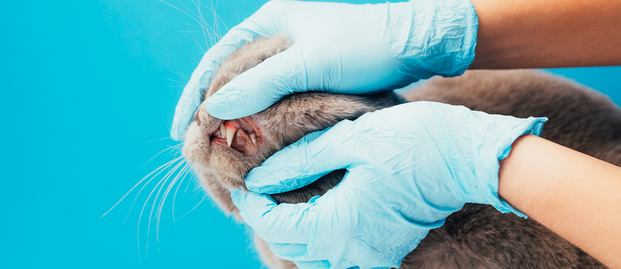 Simple Ways to Support Your Pet’s Dental Health