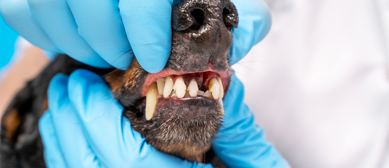 Why Pet Dental Care Matters For Your Pet's Health