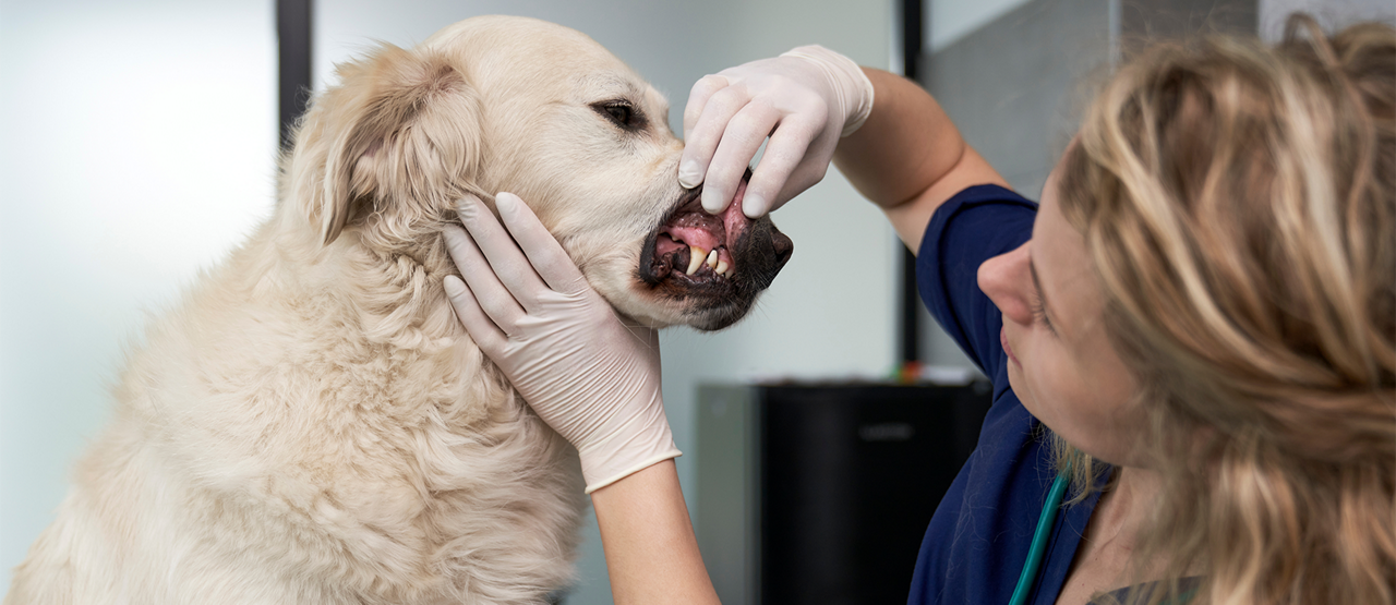 Pet Dental Health: Keep Your Pet's Teeth Healthy