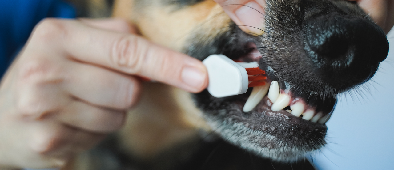 Dental Care for Your Pet: Prevention, Treatment, and Long-Term Health
