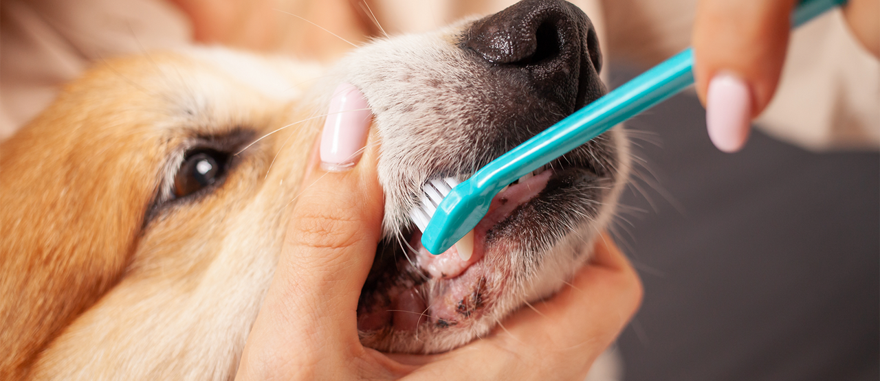 The Importance of Dental Care for Pets