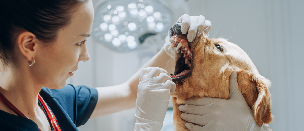 Why Routine Dental Care Is Essential for Pets