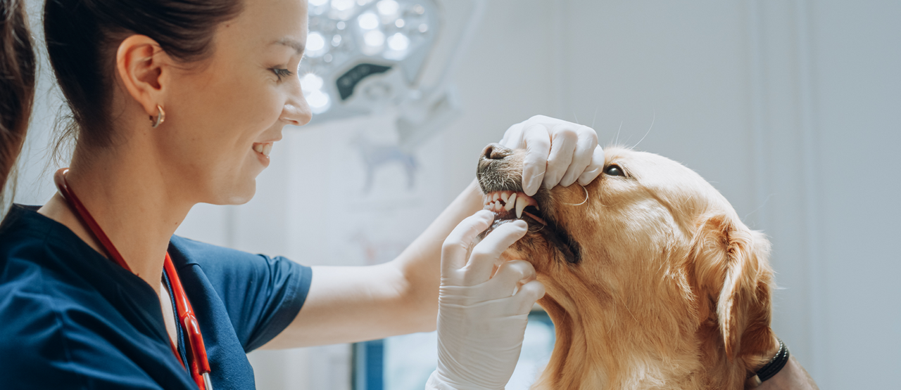 Pet Dental Health: How to Keep Your Dog’s or Cat’s Mouth Healthy