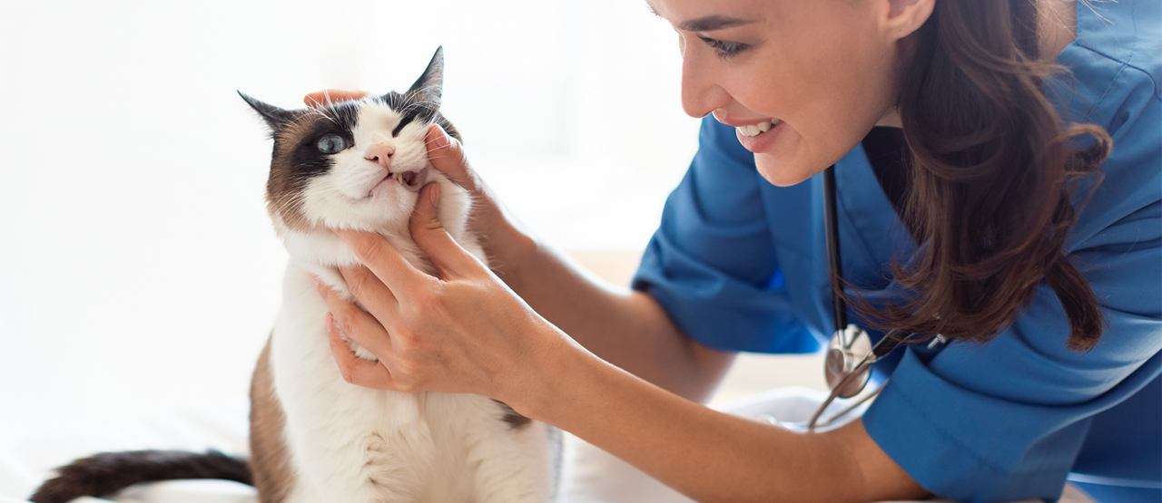 How to Help Prevent Dental Disease in Dogs and Cats