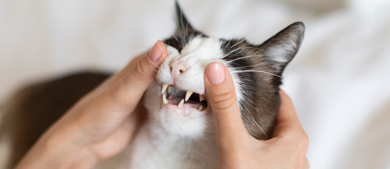 How Healthy Teeth Support a Healthier, Happier Pet