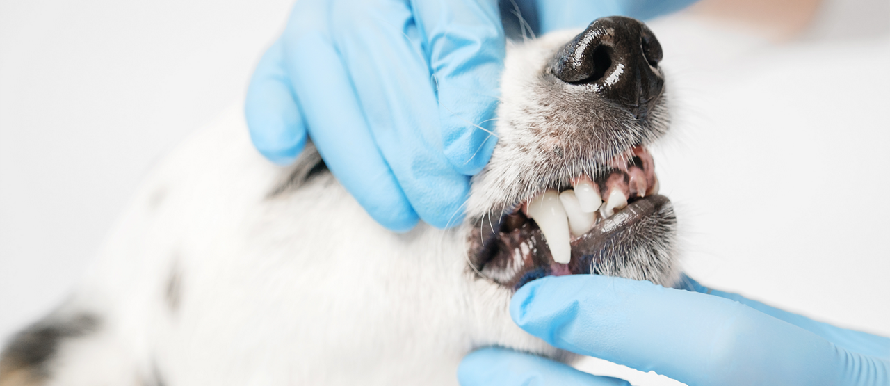 The Importance of Dental Care for Dogs and Cats