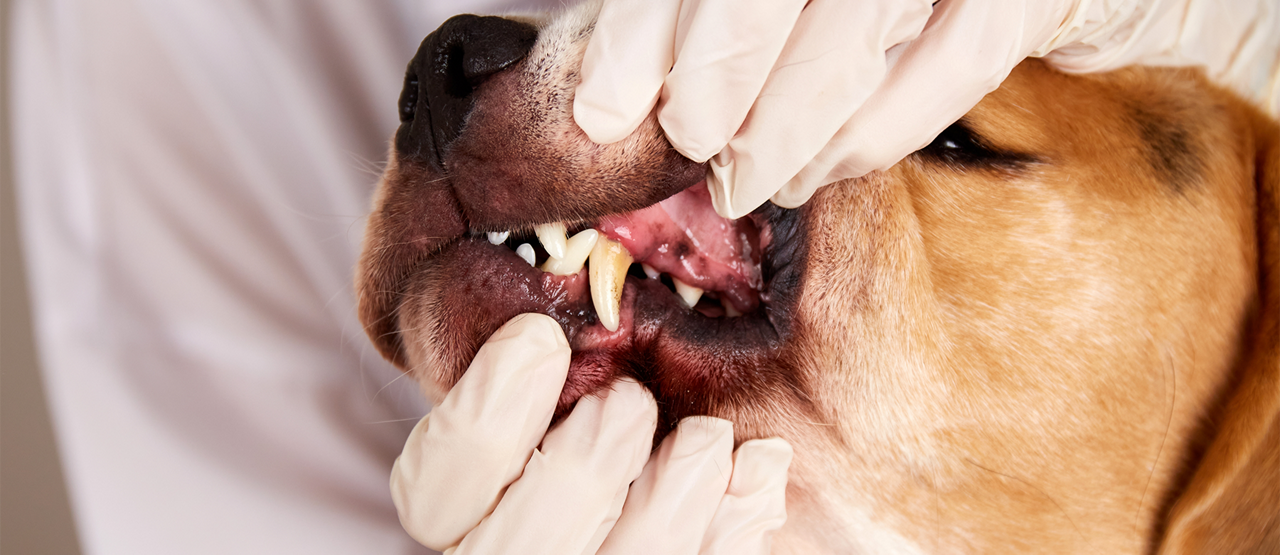 Why Pet Dental Care Matters More Than You Think