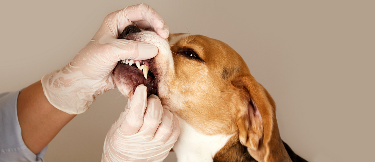 Pet Dental Health: How to Keep Your Dog’s or Cat’s Teeth Healthy