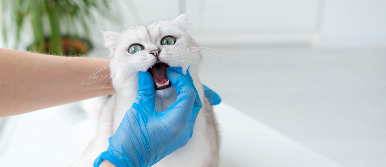 Protecting Your Pet’s Dental Health Starts With Their Teeth