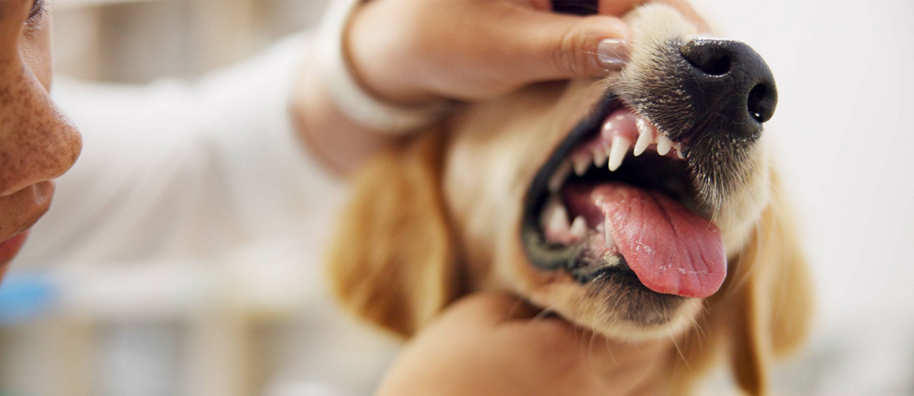 Pet Dental Health: How to Keep Your Pet’s Teeth Healthy