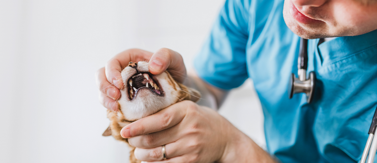 Why Dental Care Is Essential for Your Cat’s Health
