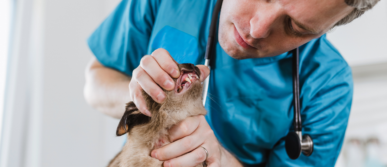 Dental Care for Your Pets: Why It Matters
