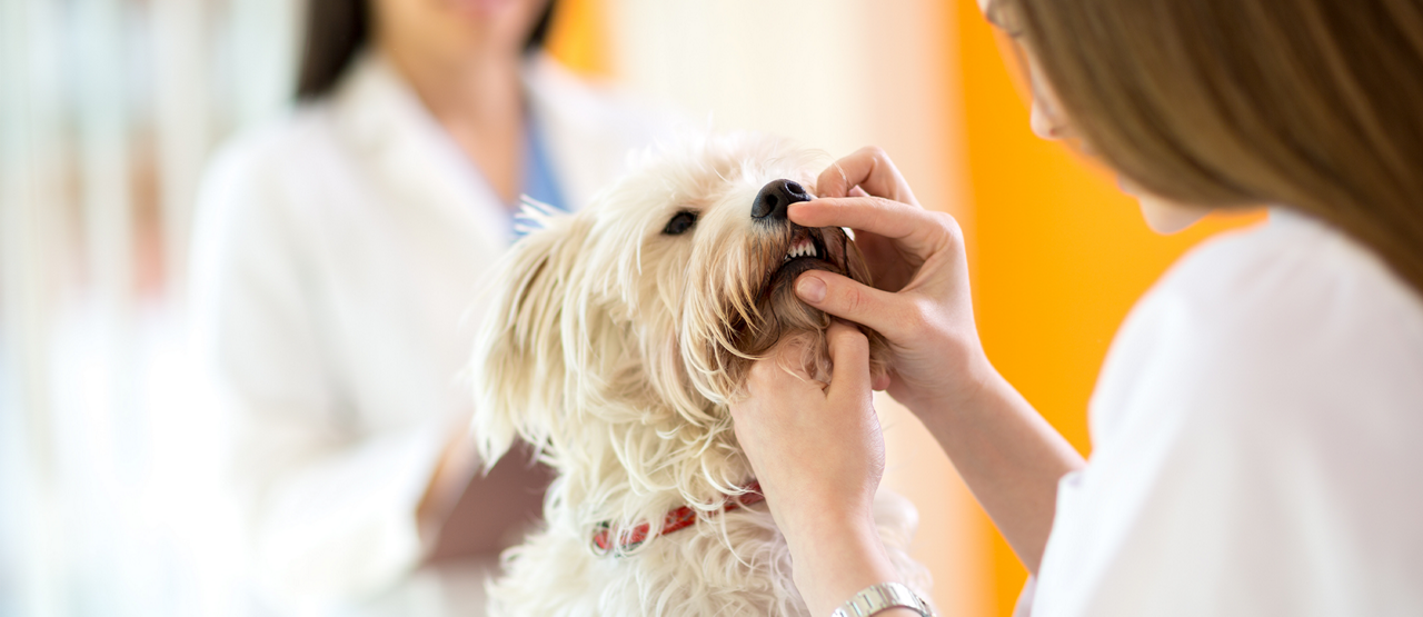 A Pet Owner’s Guide to Dental Health and Disease Prevention
