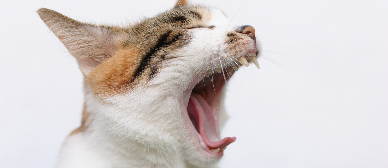 Dental Care for Pets: Prevention, Treatment, and Long-Term Health