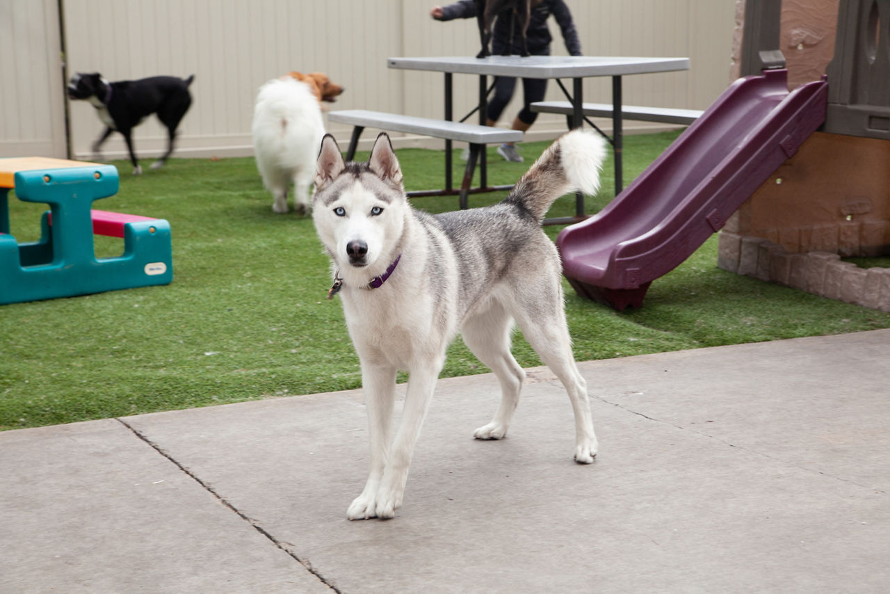 Brown dog yawning while laying in white bed.