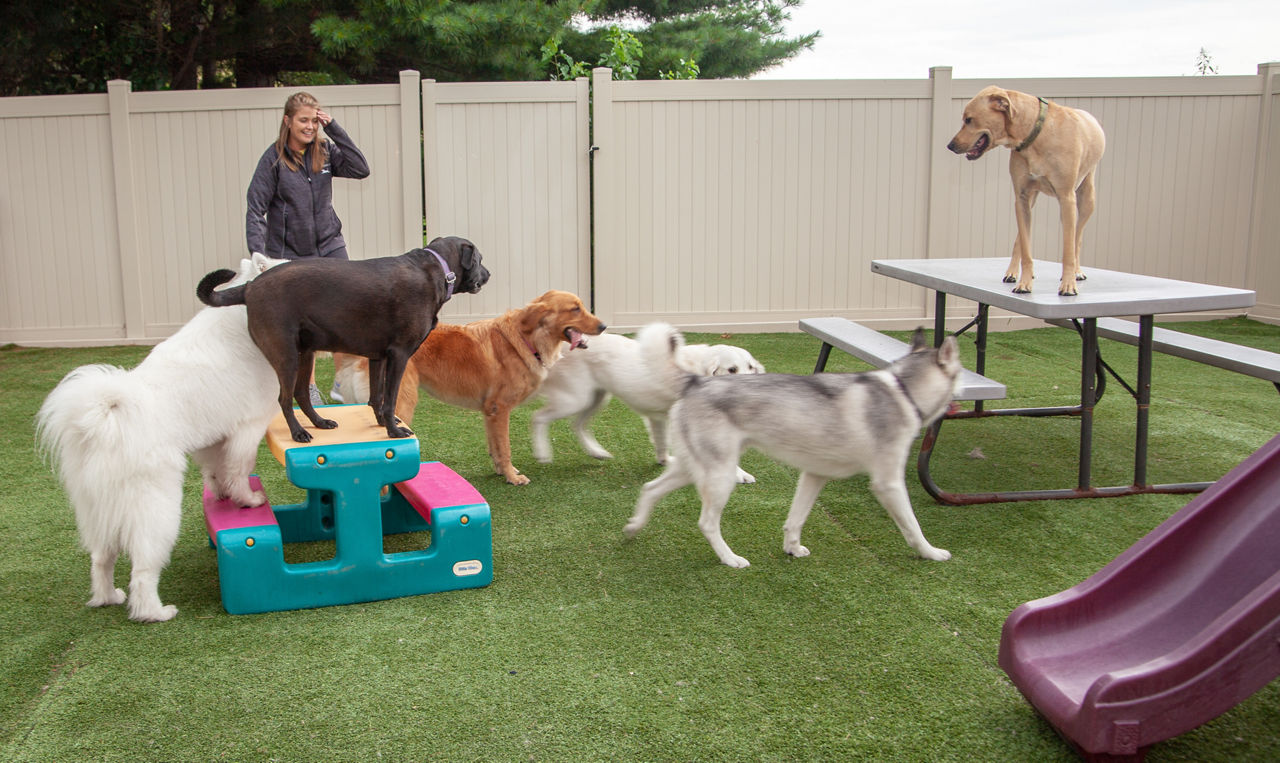 Home  Pet Me Scratch Me: Dog Boarding, Daycare and Grooming