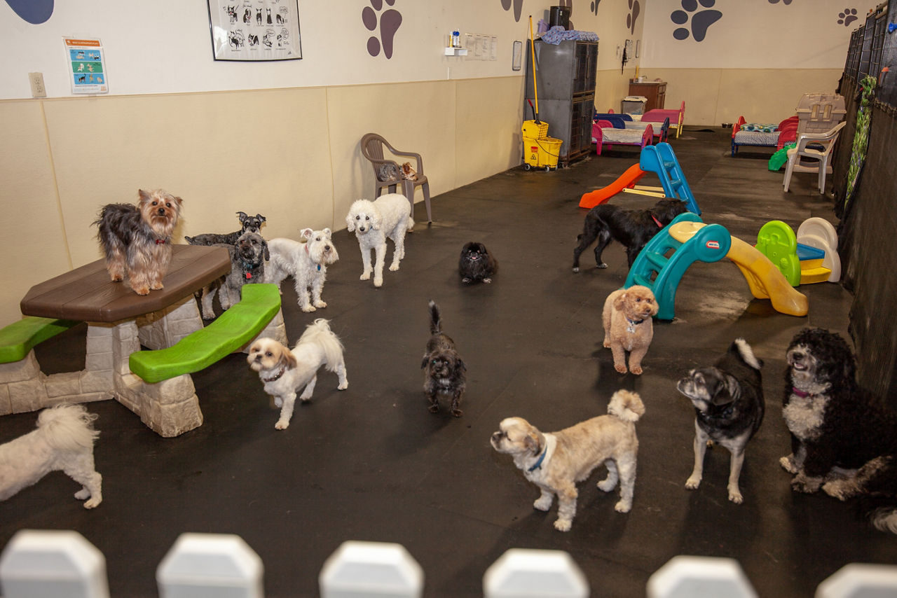 Pet Me Scratch Me Outside