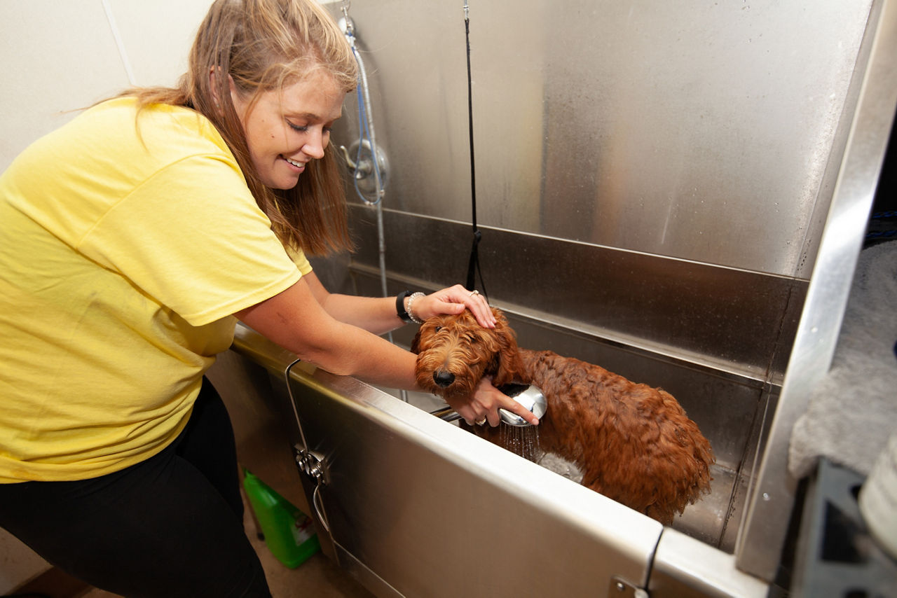 Dog getting their nails trimmed