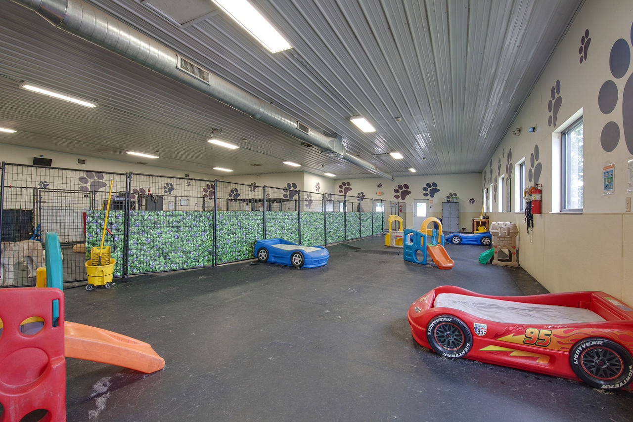 happy black dog on grass 