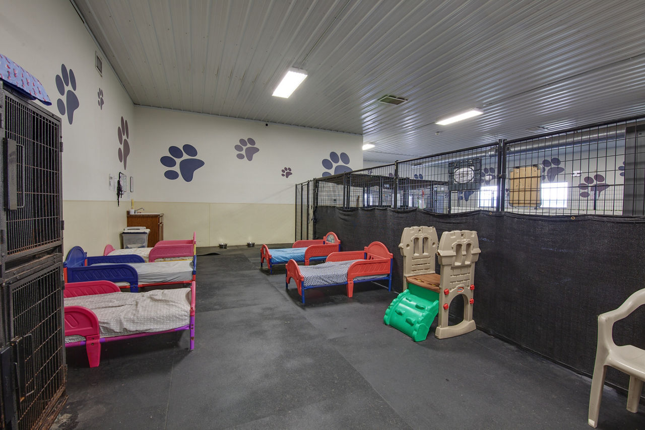 Brown dog yawning while laying in white bed.