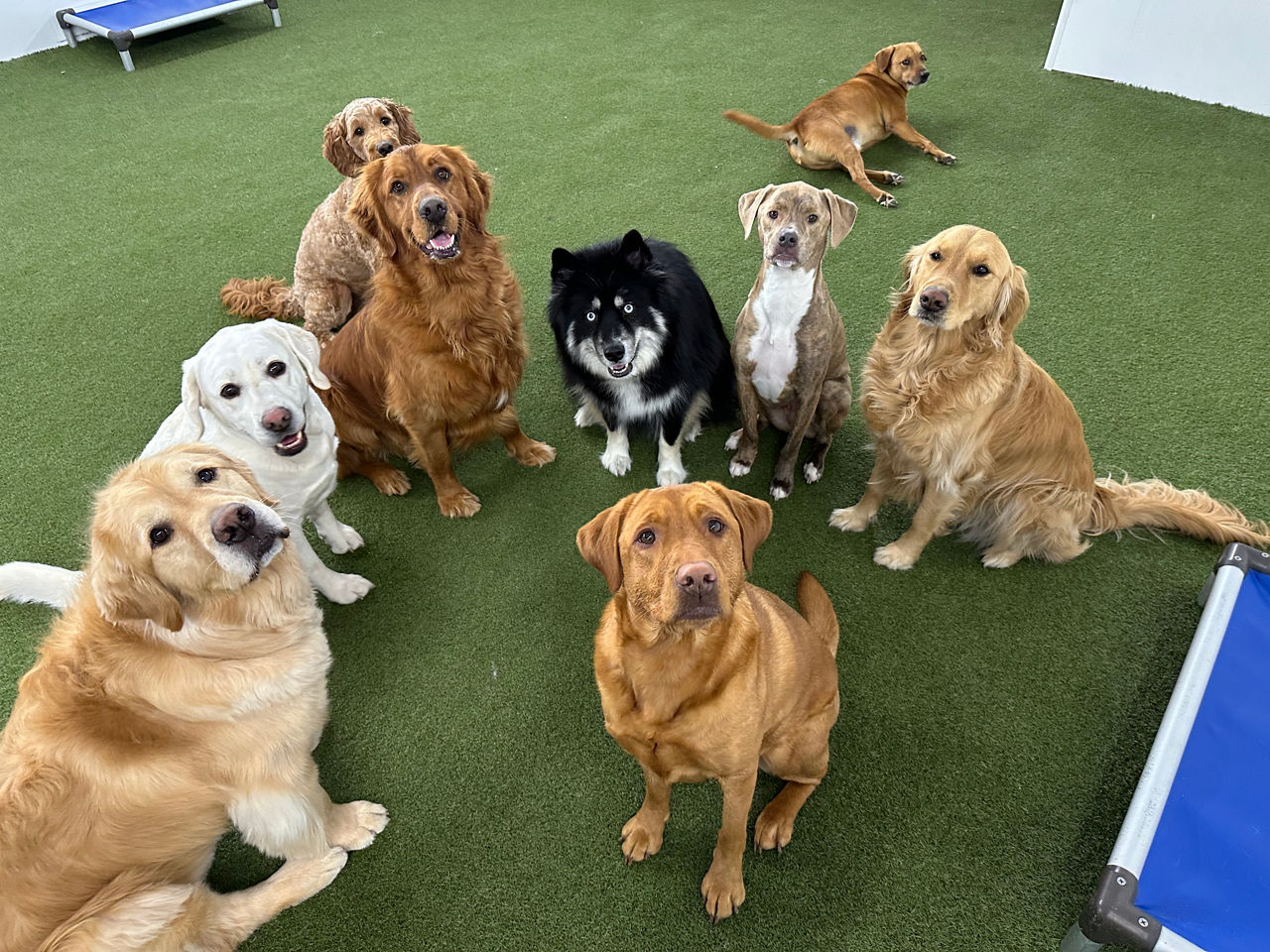 Brown and white dog holding yellow ball with two dogs following.