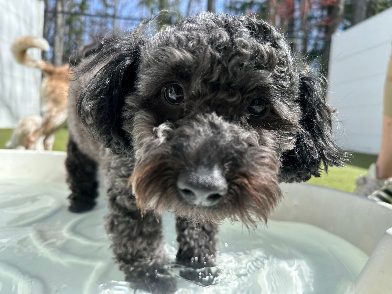 Dog and woman playing