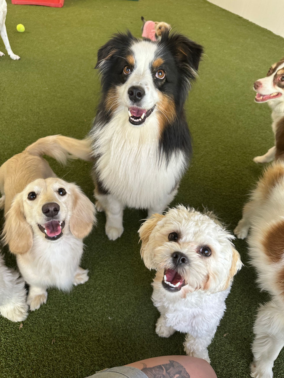  Puppy waiting for treat.