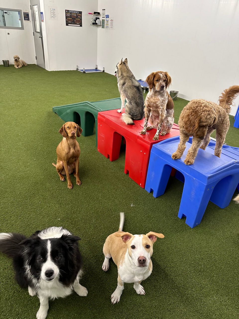 three dogs playing with orange tennis ball.
