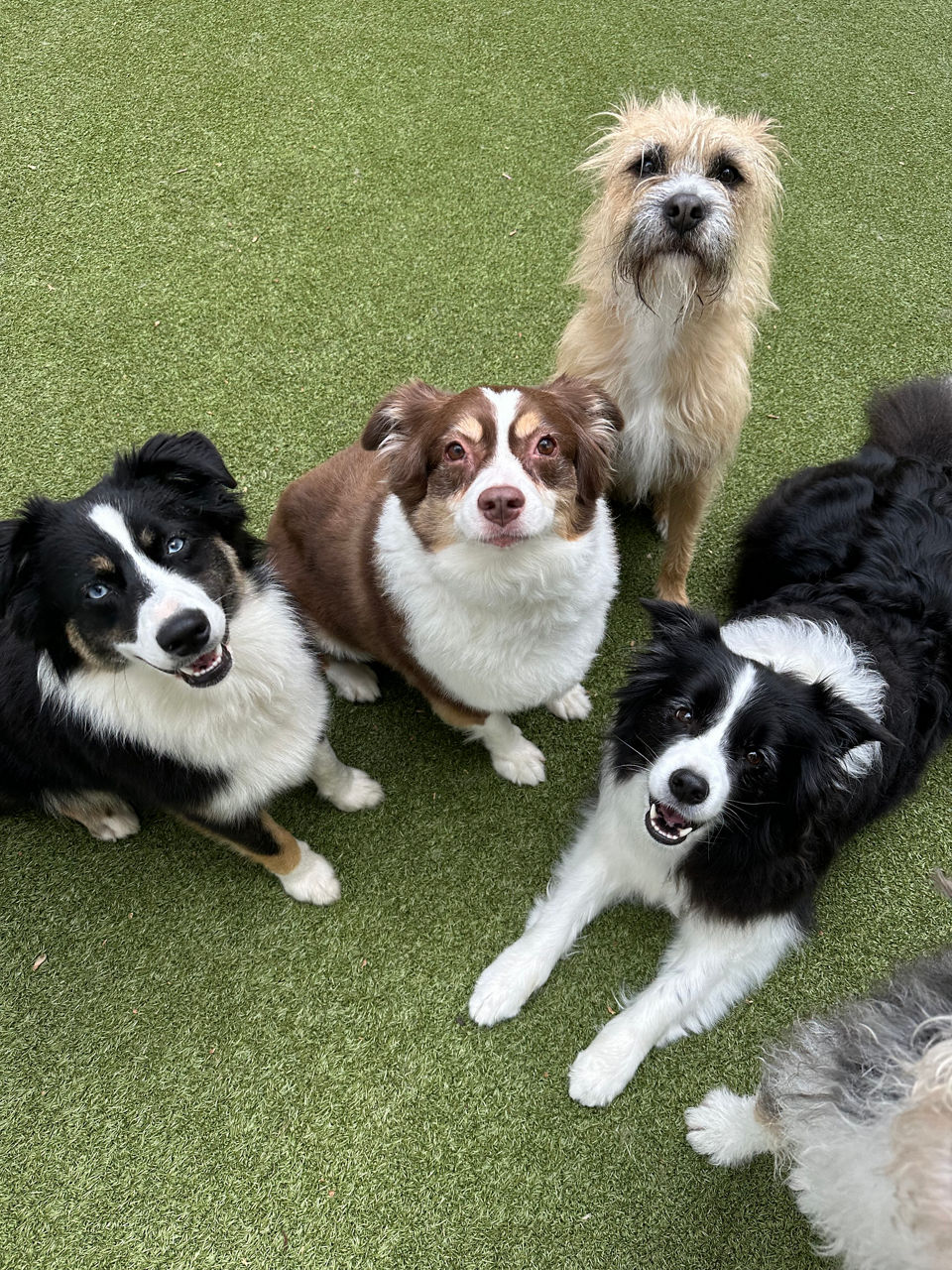 a group of dogs looking up at the camera