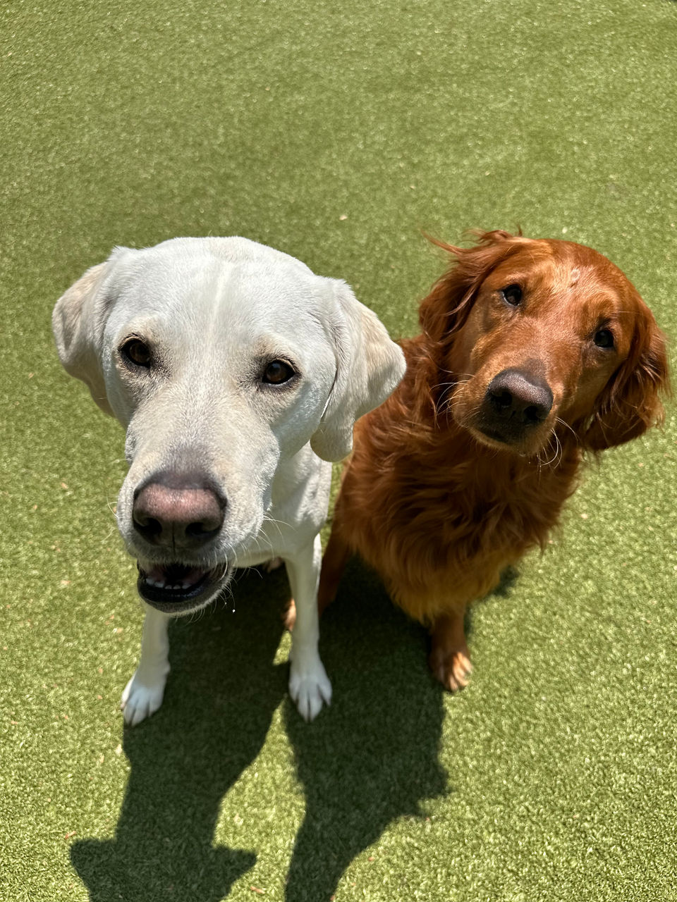 German shepherds training