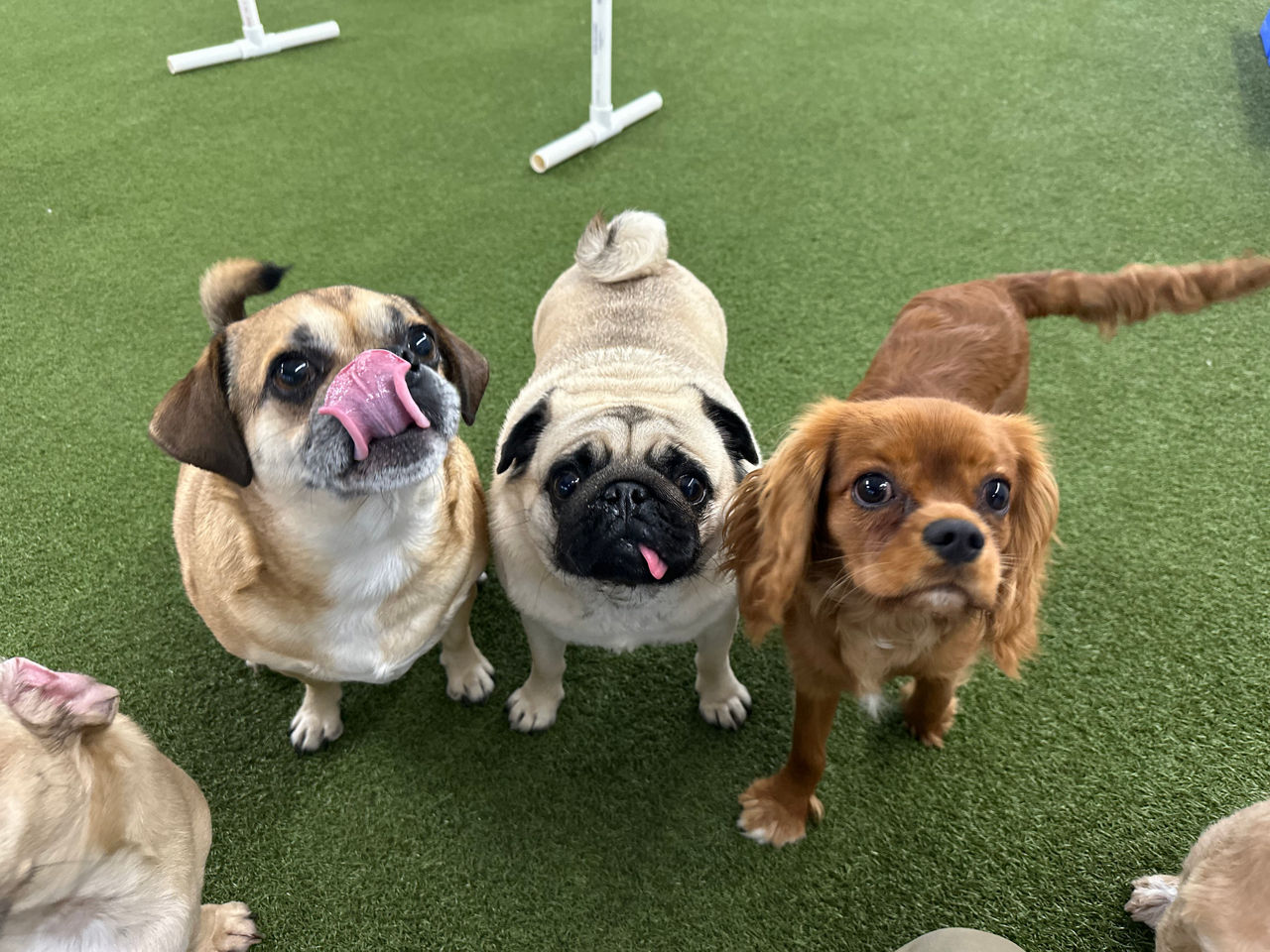 Black dog laying in grass happily.